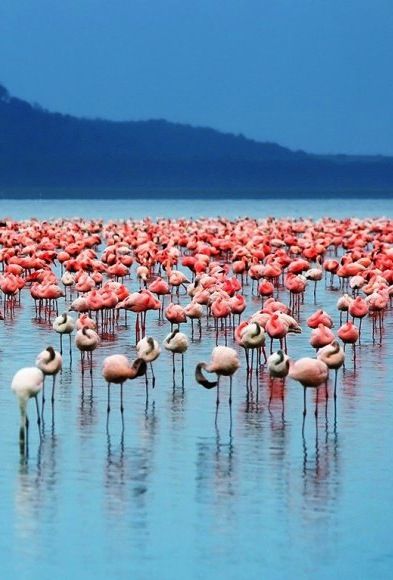 Flamingos in Nakuru