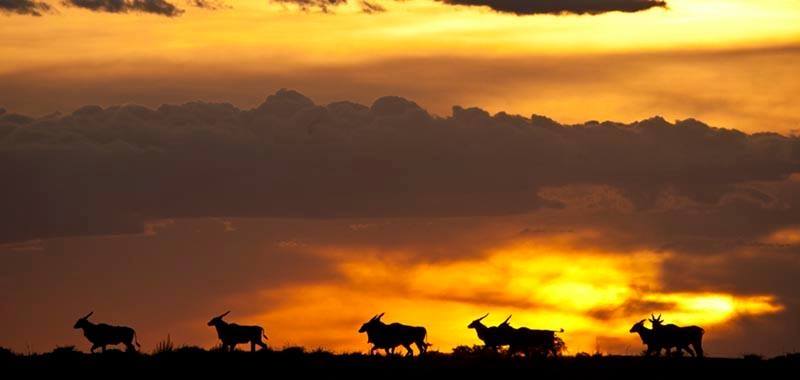Sunrise over Maasai Mara
