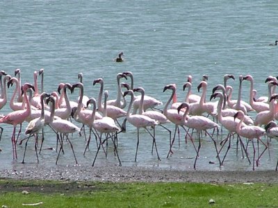 Flamingos on Lake Nakuru