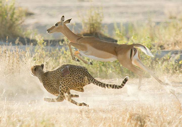 Leopard resting in tree