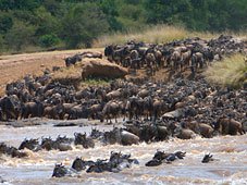 Cape buffalo crossing river